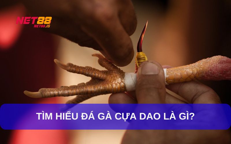 Đá Gà Cựa Dao Là Gì
