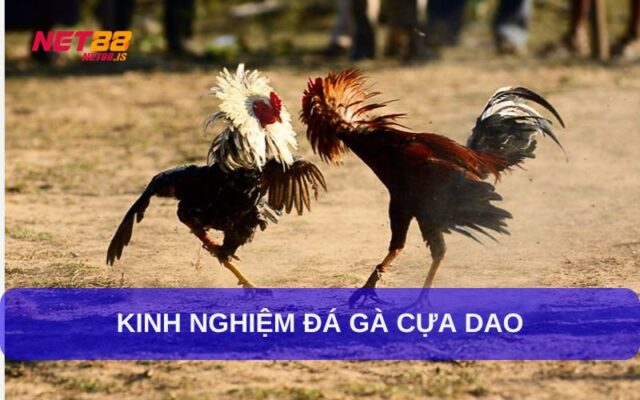 Tìm Hiểu Lịch Sử Thi Đấu Của Chiến Kê